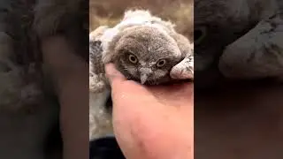 Cuteness of Burrowing owls  #trending  #viral #animals #funny #nothingimposibleinthisworld