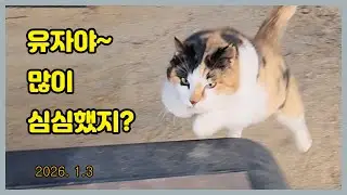유자야~ 혼자 심심하겠다..  Loving a cat...❤  Cat Video..
