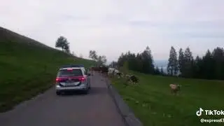 Wenn die Polizei was sagt