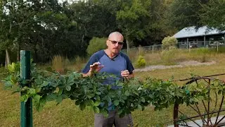 Planting Boysenberry Seedlings