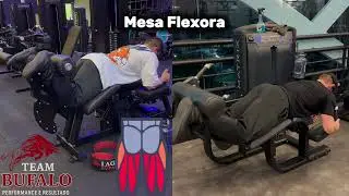 Mesa Flexora
