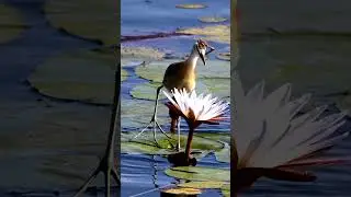 Jacana Bird walking on lotus pads #jacana #bird #namibia #africa #lotuspad #nature #wildlife HA40737