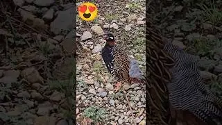 Black partridge  #birds #wildlife #hunting #pcphunters #viral #vlog #viralshorts