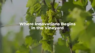 Where Innovations Begins in the Vineyard