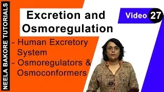 Excretion and Osmoregulation | NEET | Human Excretory System - Osmoregulators and Osmoconformers