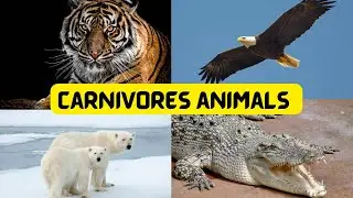 Carnivores animals 🐊🐋🐍🦎🐯🦊| flesh eating animals for kids & toddlers | @ toddlers