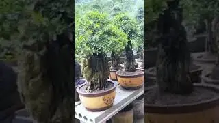 Root over rock bonsai style
