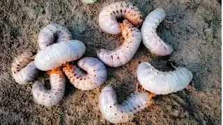 Looking Insect In Coconut Tree Meet Beetle Worm #insects #millipede #snail