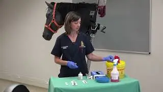 Equine - Intravenous injection (jugular vein)