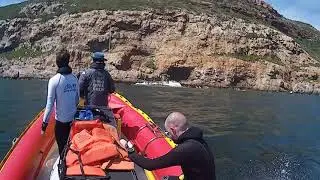 Drowning Seal pup saved