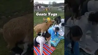 Yoga Farm Surprise: When Goats Join the Flow 🐐😂#goat #goatcomedy #funnyanimals #yoga #goats