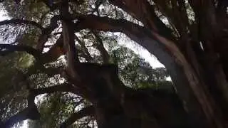 &Auml;ltester Baum in Tula MEXIKO - Welch ein Zauber