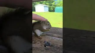 Most Beautiful Nature Footage from our Cottage
