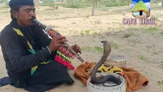 Snake Charmer  || Black Cobra || Cobra || Cobra Attack || Murli  || Jogi