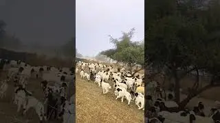 कितना प्यार नजारा है भेड़ों के ये छोटे छोटे बचे 🥰🥰 #sheepfarming #sheep