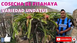 COSECHA DE PITAHAYA VARIEDAD UNDATUS PRIMERA COSECHA