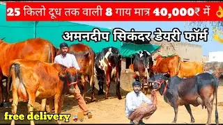 ✨25 किलो दूध तक वाली 8 देशी गाय खरीदो 💫मात्र 40,000₹ में छोटे मुनाफे में बड़ी गाय🌟8 Cow Lot Sahiwal👍