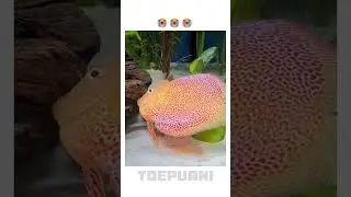 The most expensive Discus fish is dead