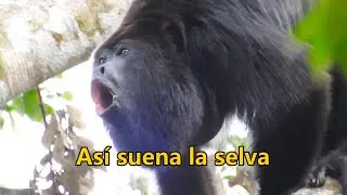 Viaje a M&eacute;xico 🇮🇹 Cap&iacute;tulo 10. Chiapas 🙈🙉🙊
