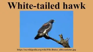 White-tailed hawk