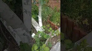 Los higos y una de las enfermedades que les puede atacar .