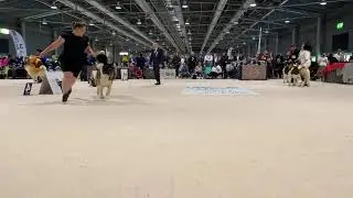 World Dog Show 2021 American Akita CACIB Males