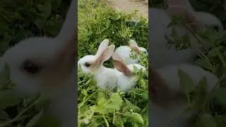 Rabbit Vibe || Bunny || Rabbit feeding #rabbit #rabbitdiet #cute #rabbitfurcare #rabbitfood #bunny