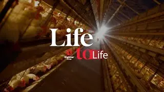 Inside a Modern Chicken Factory: Hatch to Packaged Meat - Shalimar Group Film | CAT Productions