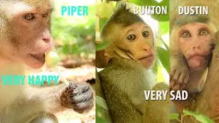 How Funny Piper Monkey Eat Candy Like Human|Pity Poor Baby Dustin & Baby Button Feel Hopeless