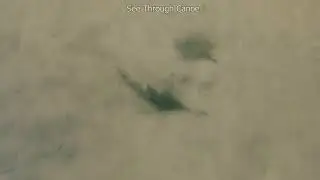 Rare Video of a Critically Endangered Sawfish Burying Itself in the Sand Like a Stingray.Tampa Bay