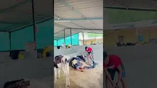 Abhay Pawale Dairy Farm ✌🏻😇💯|| #dairyfarm #shorts