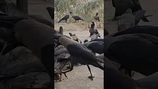 ASMR Crows Sounds Crow Crushed A little Bird Sounds Of Crowing Crows #shorts