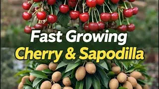 Crafting and planting: Fast growing cherry and sapodilla just  Simple idea 