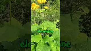 🌼&Epsilon;&lambda;έ&nu;&iota;&omicron; #inula #elecampane #helenium