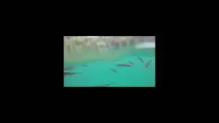 Feeding Barracuda Fish Coron Island Palawan ( Amazing clear water Palawan Philippines)