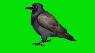 Crow green screen walking #greenscreen #walking #crow #cartoon #animation