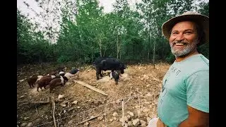 Man claims Pigs will clear forest, then proves it