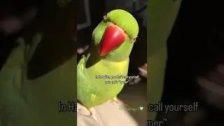 You are your pet&rsquo;s &ldquo;Kahu&rdquo;❤️ #pets #birds #animals #parrot