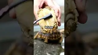 Heroic Sea Turtle Rescue Mission!! #animals #seaturtles #rescue