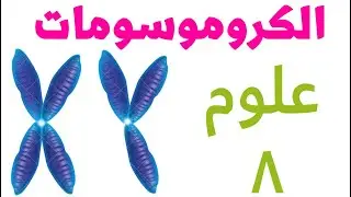 الكروموسومات #علوم الصف الثامن