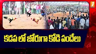 కడప లో జోరుగా కోడి పందేలు | Sankranthi Celebrations Kodi Pandalu In Kadapa | Andhra Pradesh | iNews