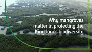 How Mangrove Trees Help Protect The Kingdom&rsquo;s Coastlines and Biodiversity | Our Biodiversity