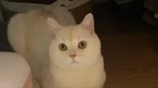 자기전에 고양이 보고 주무십시요!