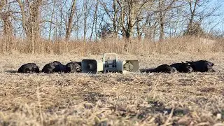 Crow Hunting (Oklahoma)