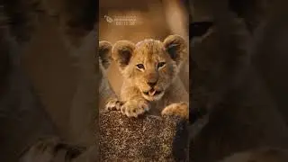 Little Lion Cubs With Innocent Faces (Funny and Cute Animal Cubs)