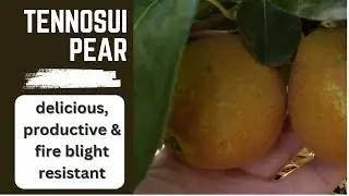 Tennosui Pear | Amazing Fruit Tree to Grow in a Warm Climate