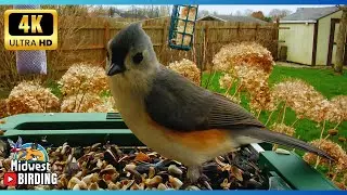 Midwest Birding Bonanza: Watch the Feeder Overflow with Birds 🐦 NO MUSIC - ONLY Birds