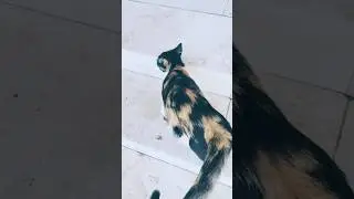 Billi  comedy show video @Shoebrox-br333 @YouTubemadin @