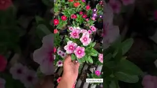 Rare Imported Vinca Flower Seed Online Shopping 🌱 #adenium #plants #flowers #garden