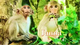 Missing Janet monkey Janna ! Janna want to playing Janet monkey
